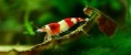 Crystal Red Shrimp  Caridina cantonensis sp. "Red" grade A